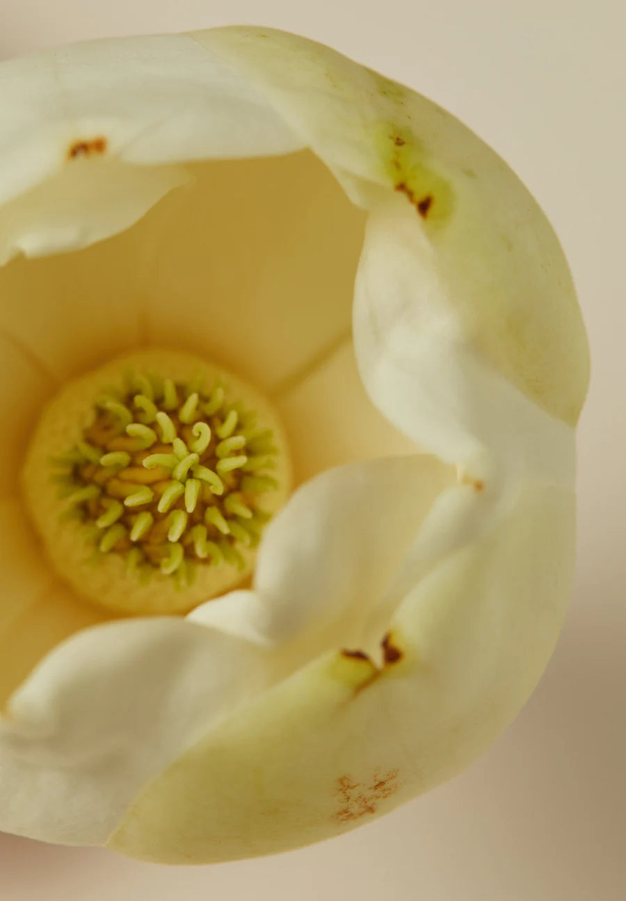 AYU - CEREMONY HAIR OIL