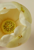 AYU - CEREMONY HAIR OIL