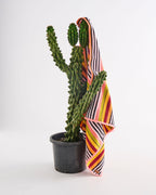 KIP & CO - TERRY BEACH TOWEL - CASABLANCA STRIPE