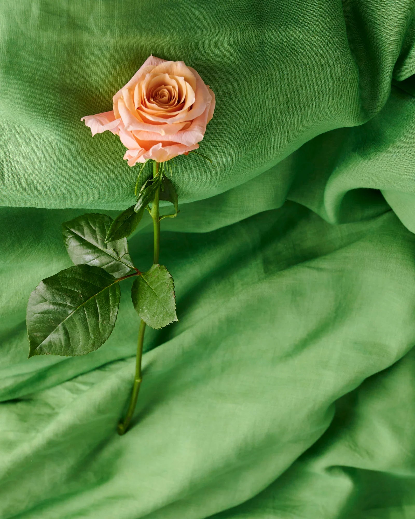 KIP & CO - LINEN FITTED SHEET - GREEN TEA