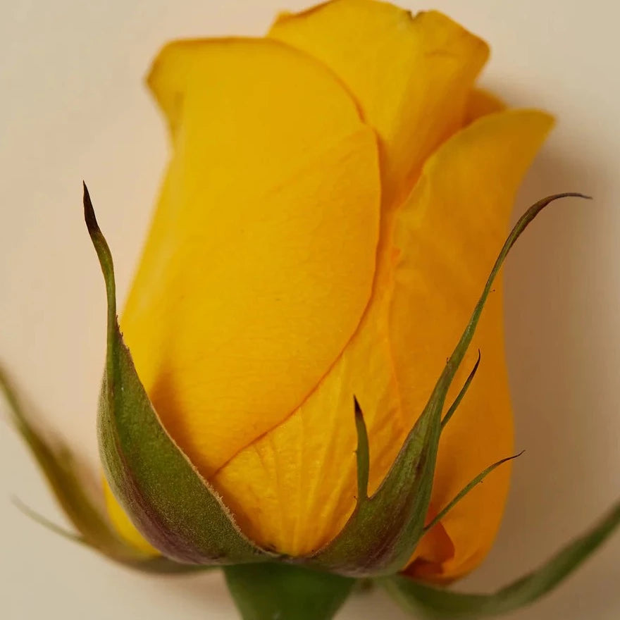 AYU - BODY OIL 100ML - VEDIC BLEND - PITTA