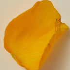 AYU - BODY OIL 100ML - ROSE, OTTO, FIG & BLACK PEPPER